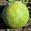 Cucumis melo